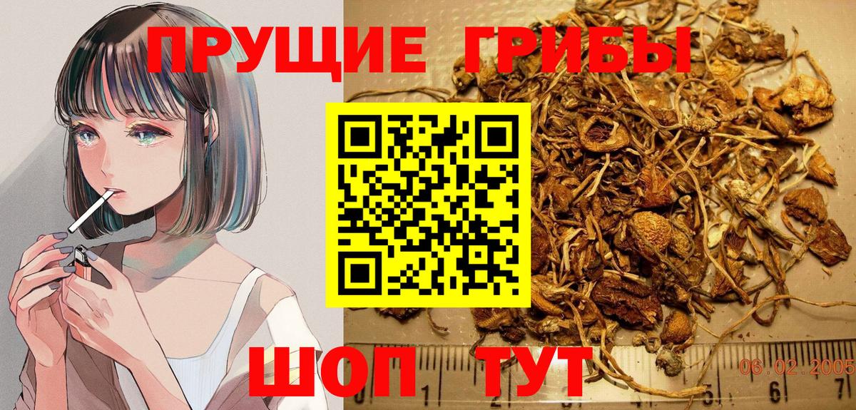 Галлюциногенные грибы Psilocybine cubensis Усть-Джегута